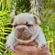 Fawn Frenchie for sale