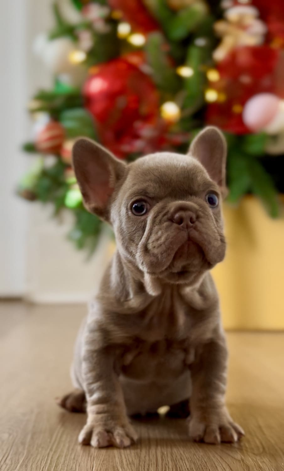 AKC French bulldog breeders