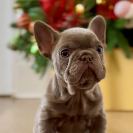 isabella and tan female frenchie puppy