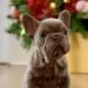 isabella and tan female frenchie puppy