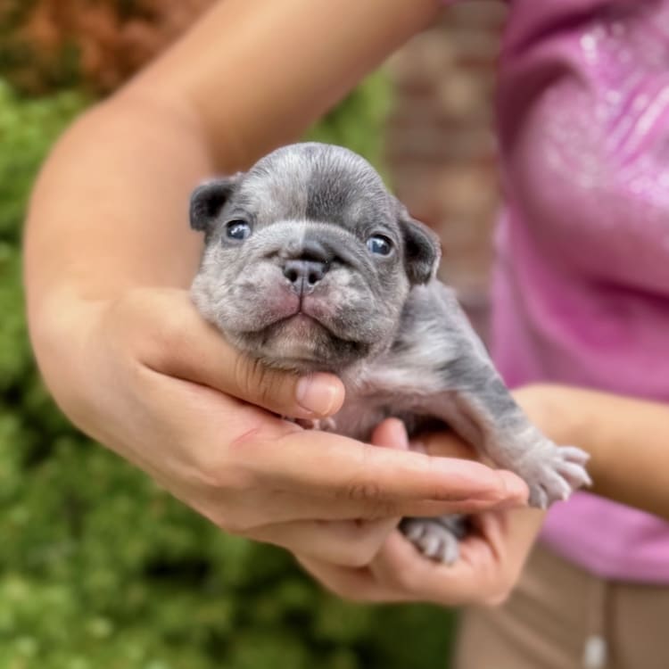 blue merle frenchie puppies