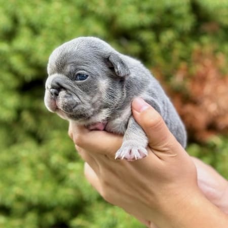 housebreaking a frenchie puppy