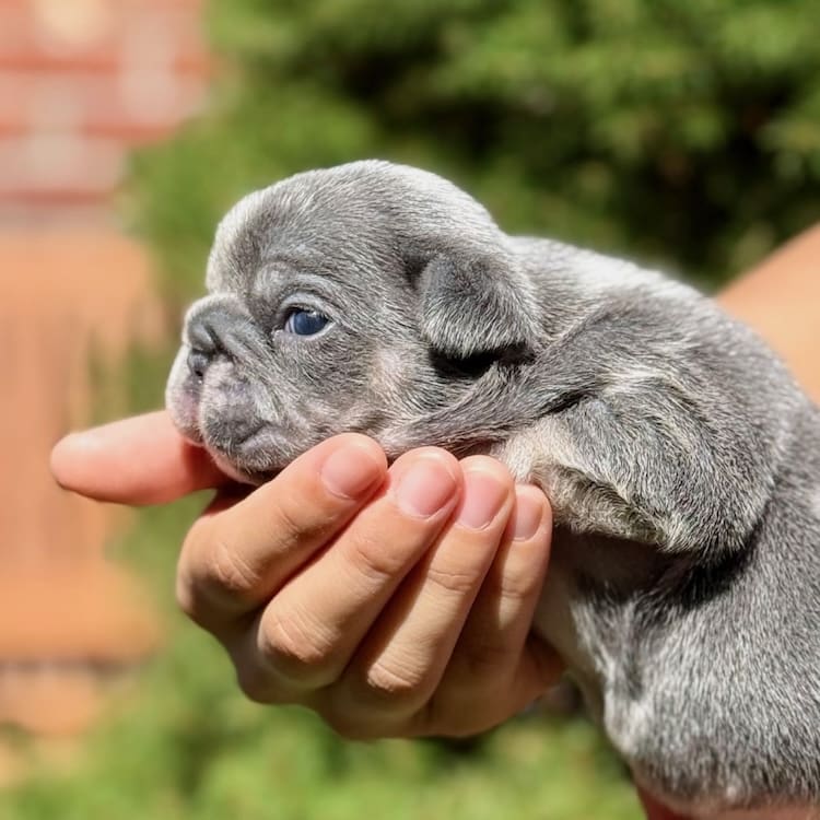 blue merle french bulldog puppy