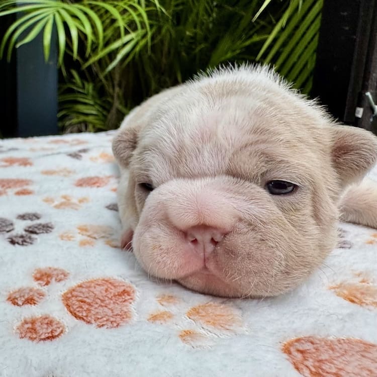 big rope frenchie puppies