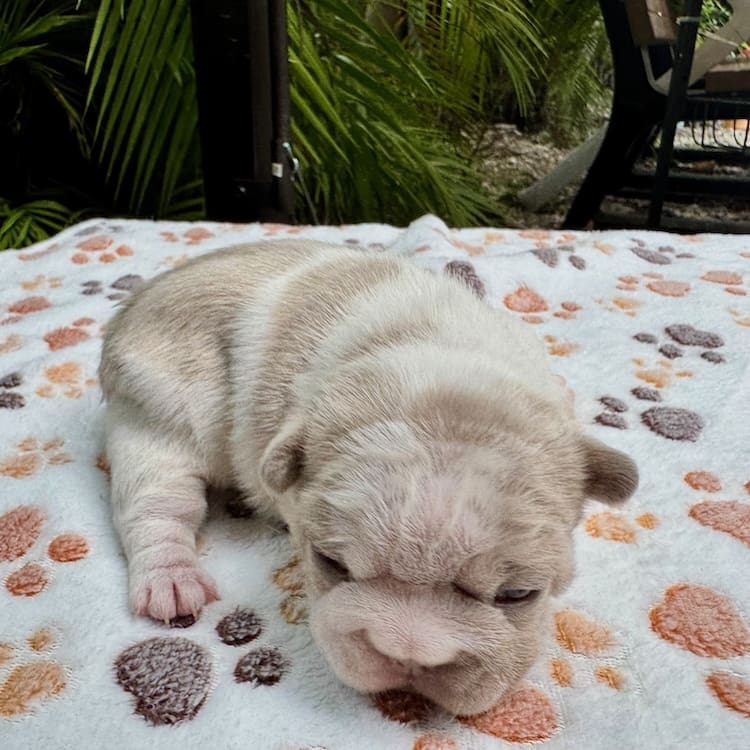 big rope frenchie puppies
