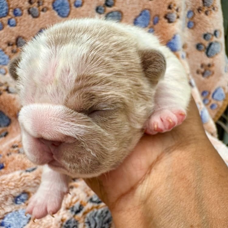 big rope frenchie puppies
