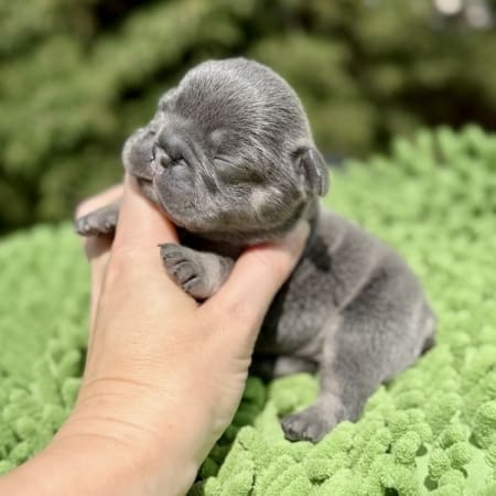 blue and tan french bulldogs for sale