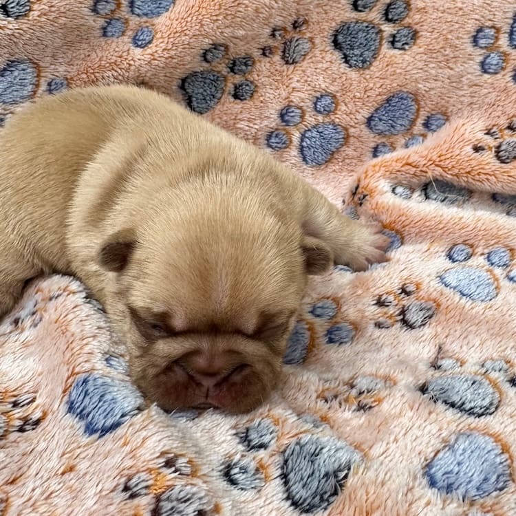 isabella fawn frenchie for sale