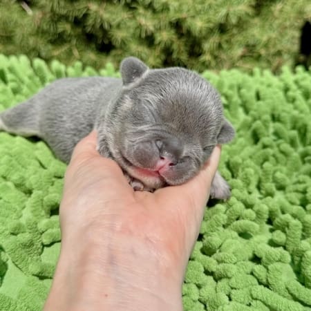 lilac frenchie puppies