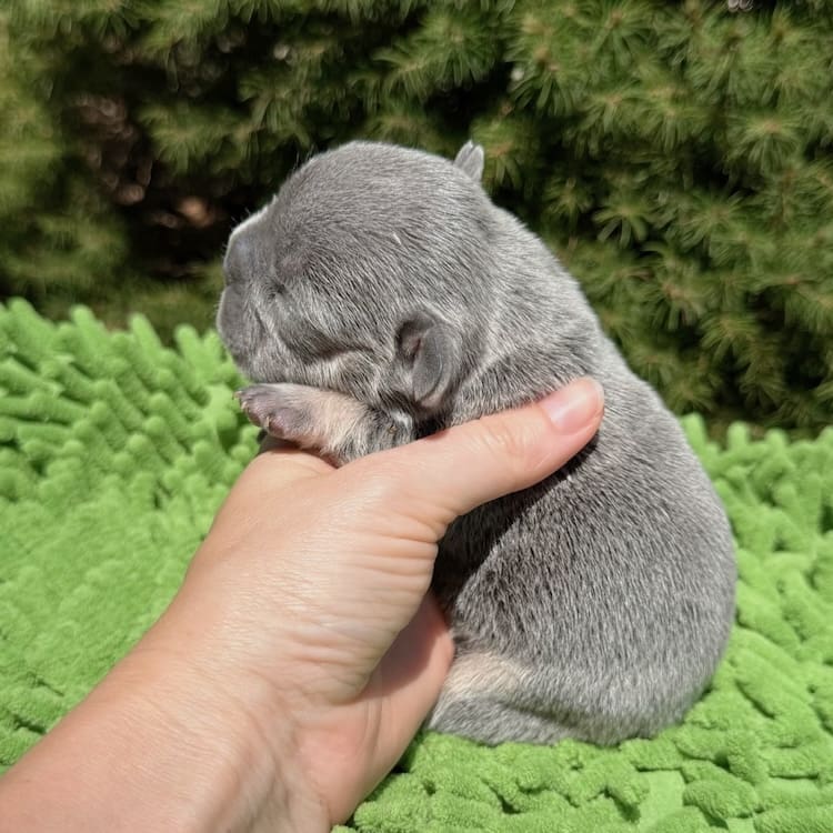 lilac and tan french bulldog