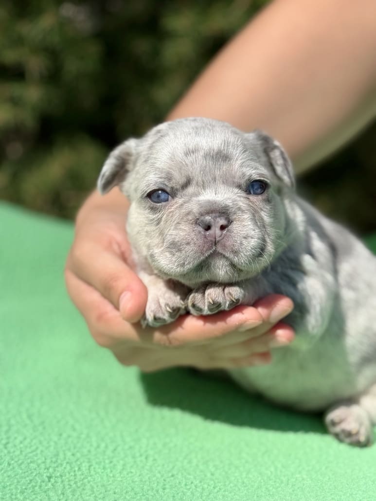lilac frenchie for sale