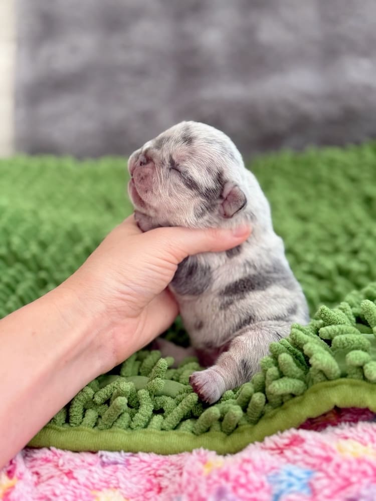 lilac merle french bulldogs near me