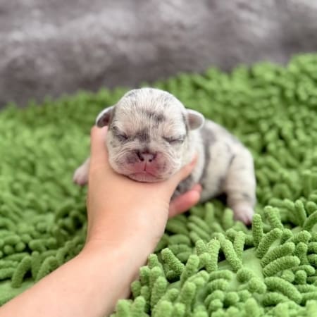 lilac merle frenchie