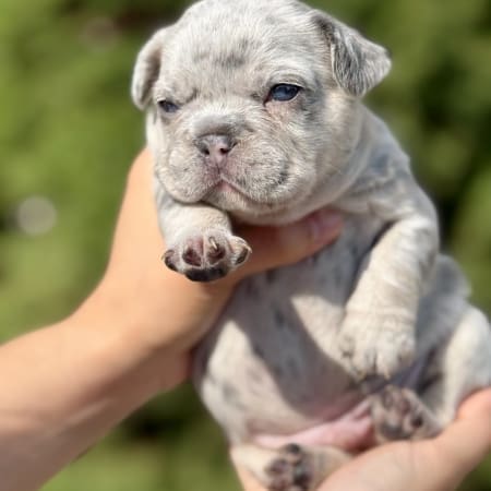 lilac merle frenchie puppies