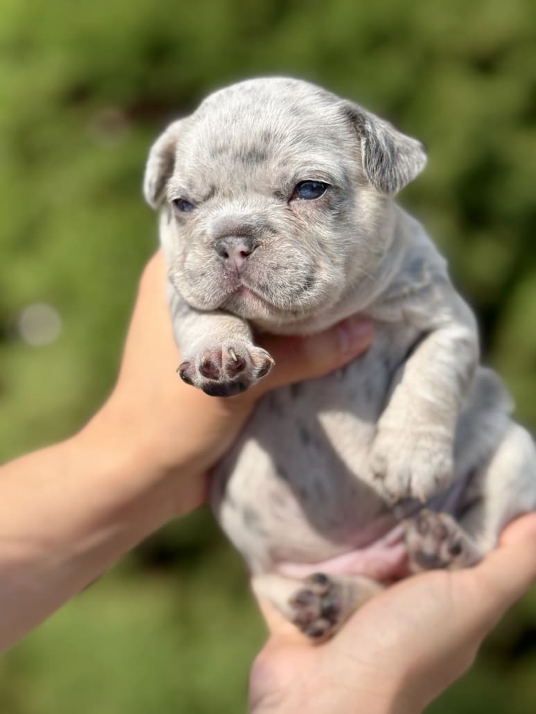 lilac merle frenchie puppies