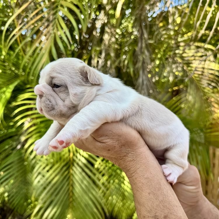 new shade big rope frenchie