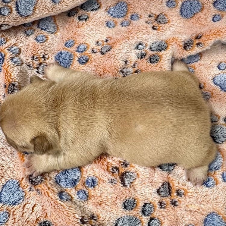 newshade isabella fawn frenchie