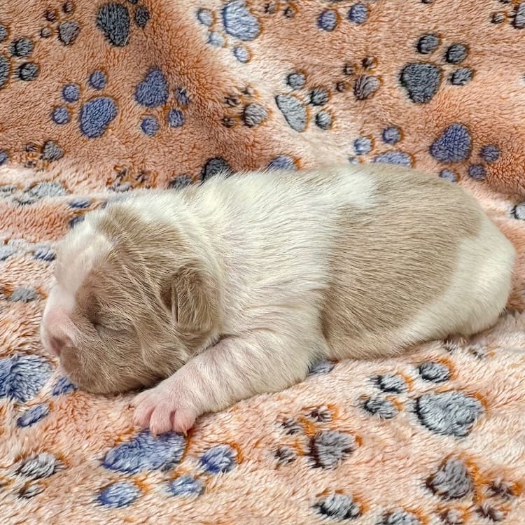 newshade isabella frenchie for sale