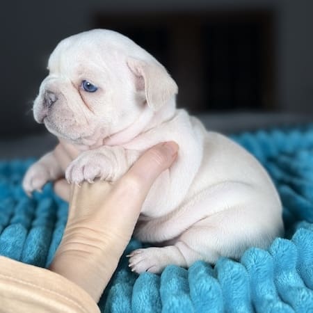 platinum frenchie puppy