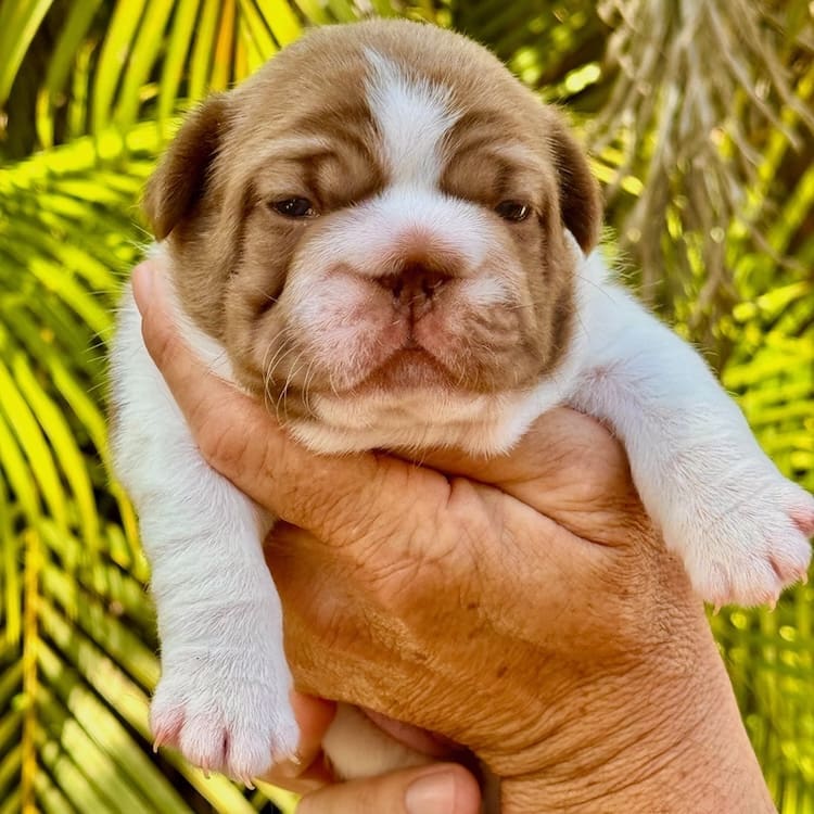 Frenchie breeder in West Palm Beach