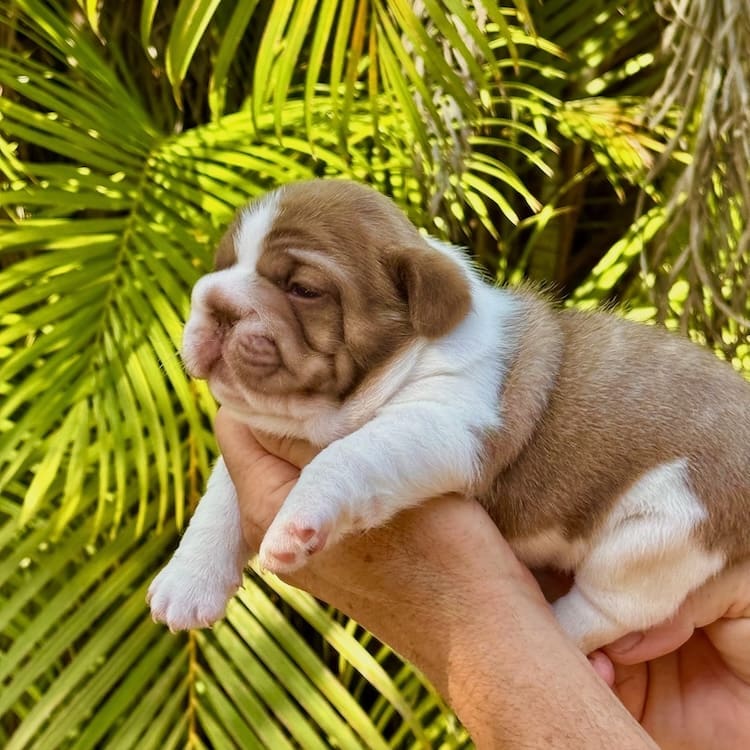 French bulldog breeders near me