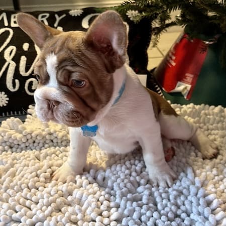 Rojo Frenchie for sale