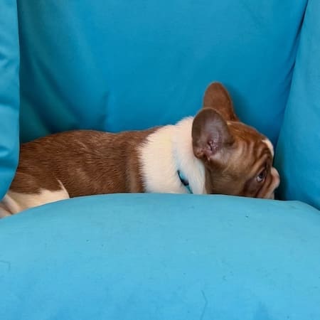 French Bulldog puppy with correct type and proportions