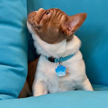 High-quality French Bulldog puppy showing proper structure