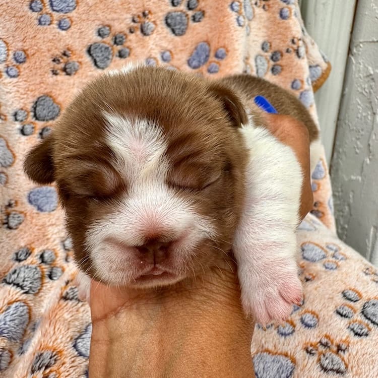 Rojo Pied Frenchie puppy