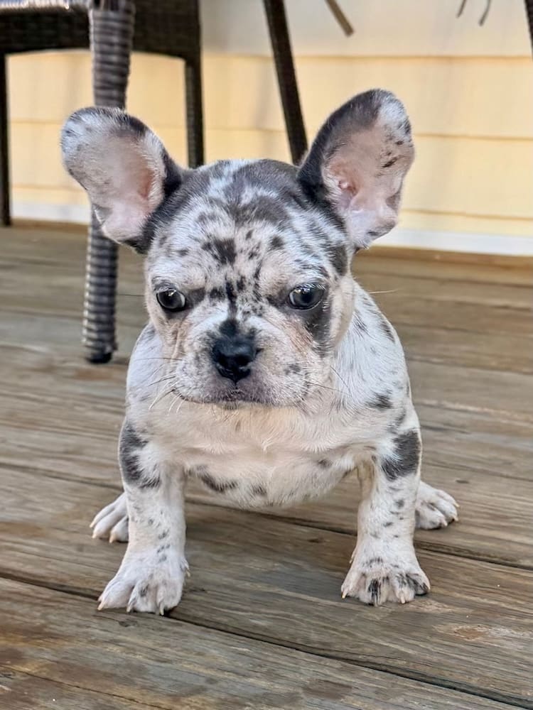 blue merle frenchie cost