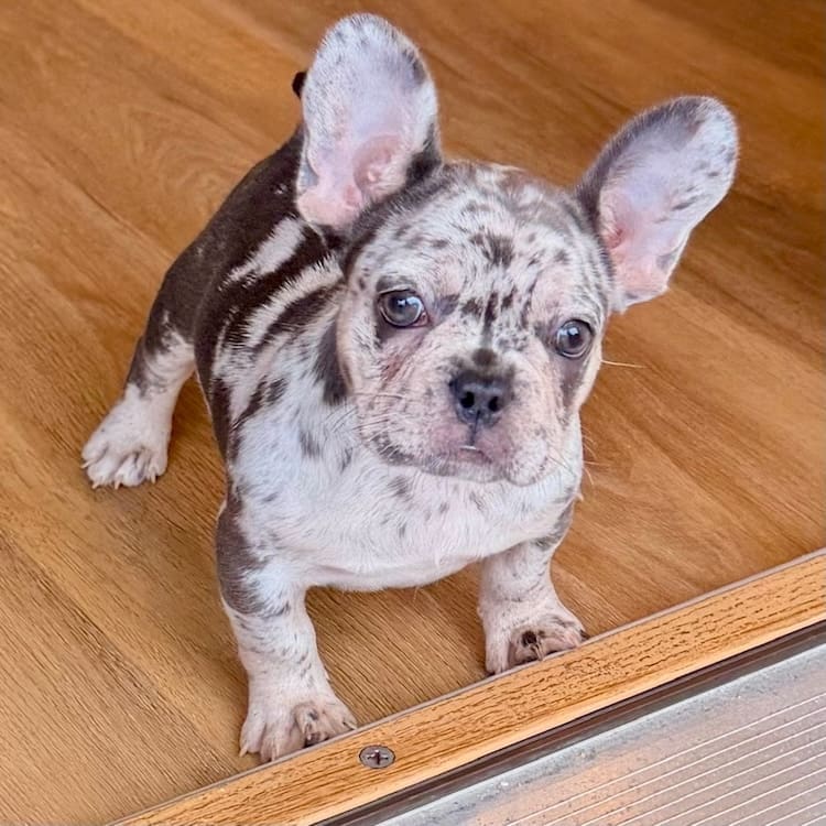merle frenchies near me