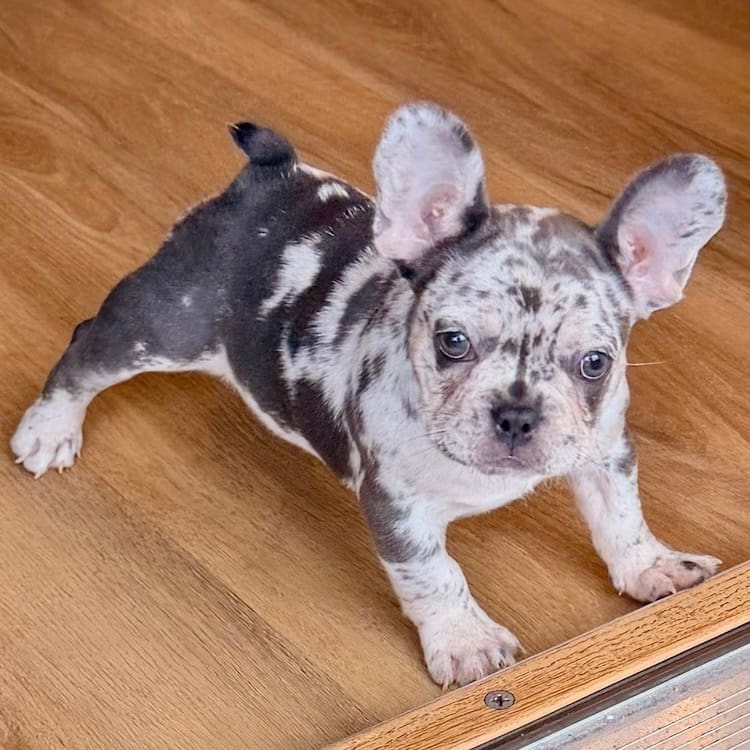 Blue Merle French Bulldog reservation - Image 2