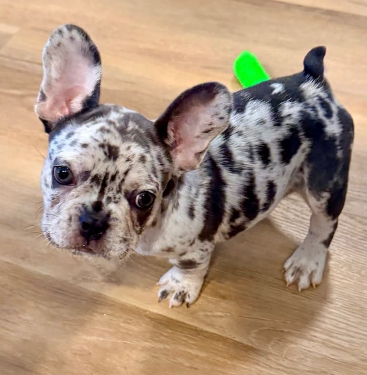 blue merle frenchies