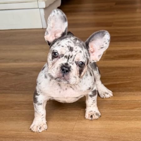 blue merle frenchie puppies