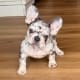 blue merle frenchie puppies
