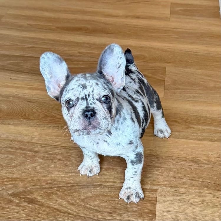 blue merle frenchie near me