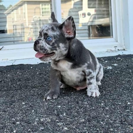 blue merle french bulldog