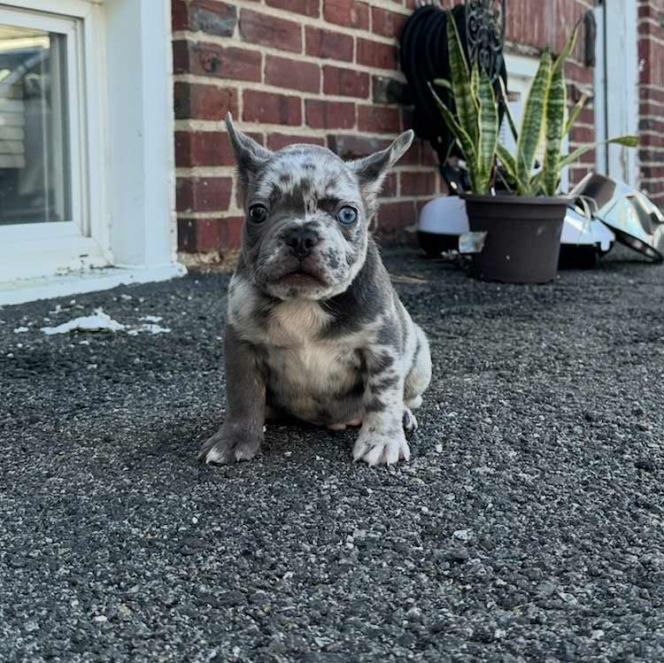 blue merle frenchie for sale