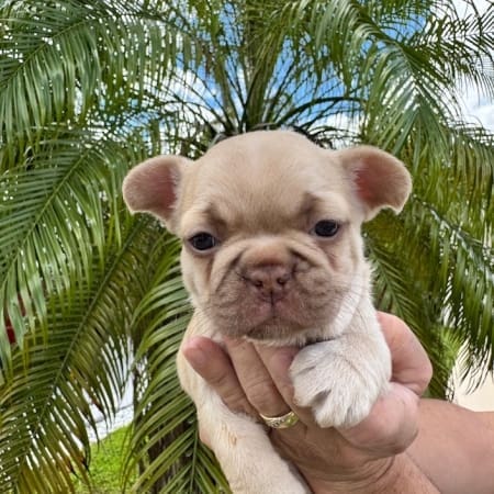 fawn french bulldog price