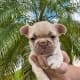 fawn french bulldog price
