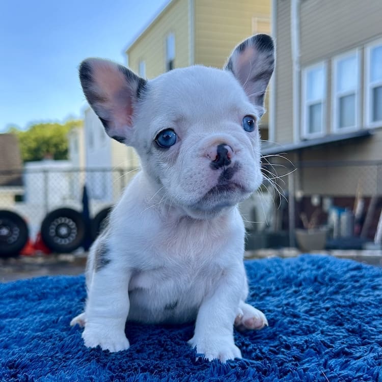 Frenchie Breeders Clearwater Florida