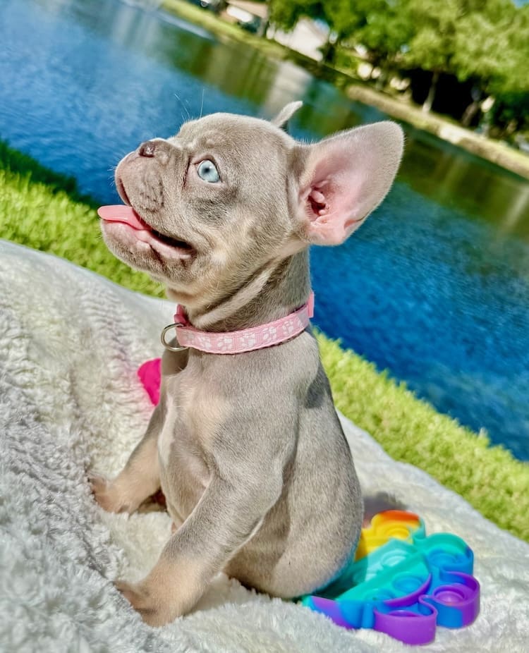 Lilac Merle French Bulldog featured
