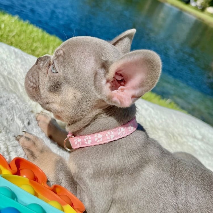 Lilac Merle French Bulldog lifestyle photo 5