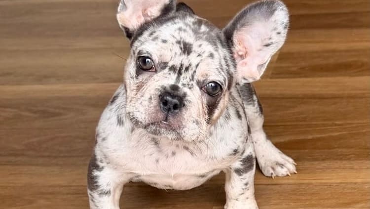 Merle Frenchie featured image