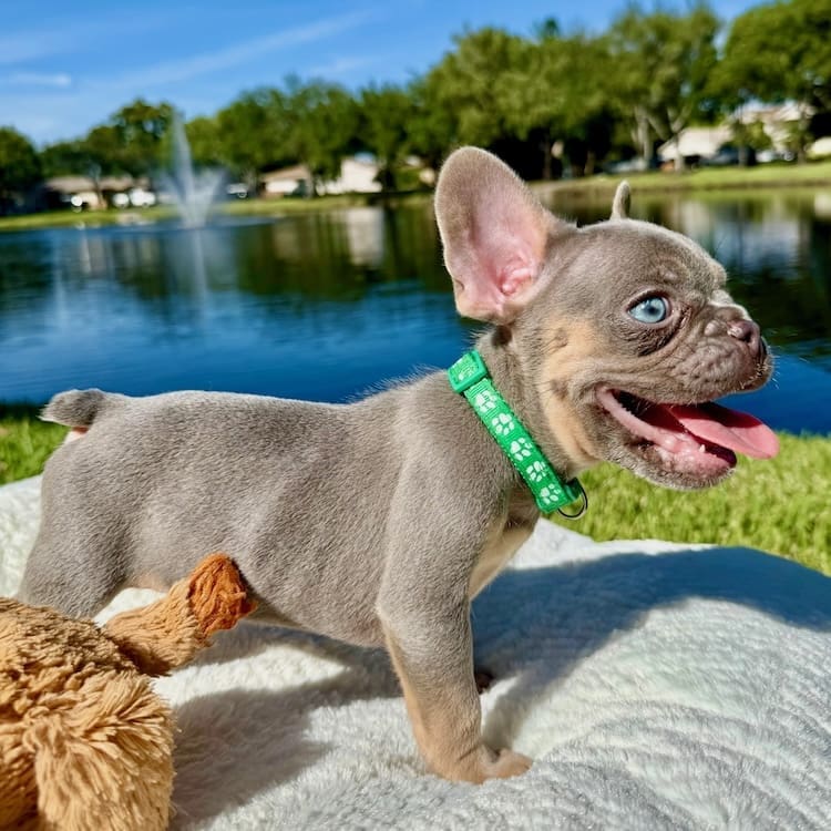 Lilac Merle French Bulldog lifestyle photo 8
