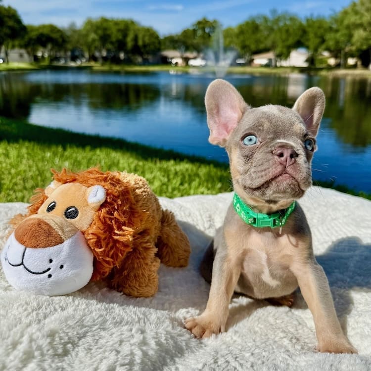 lilac frenchie puppies