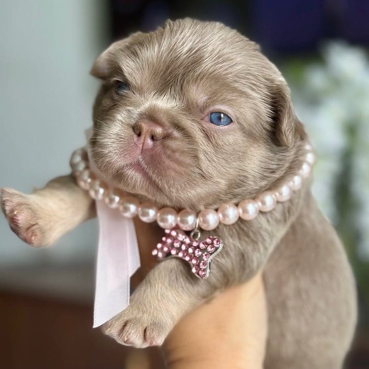 isabella french bulldog for sale The Ultimate Housebreaking Guide for Isabella Frenchie Puppies