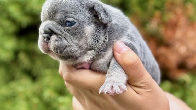 Blue Frenchie featured image