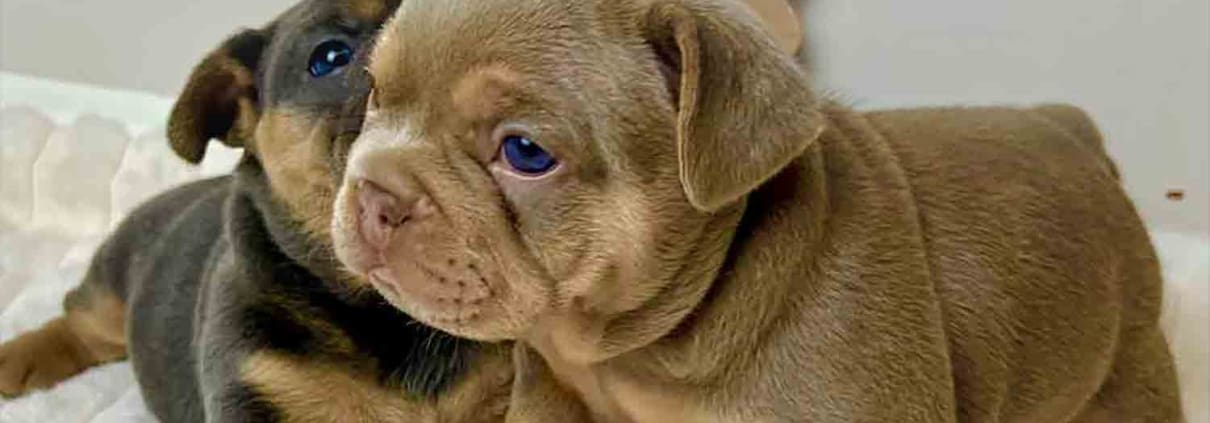 isabella frenchie puppies featured image