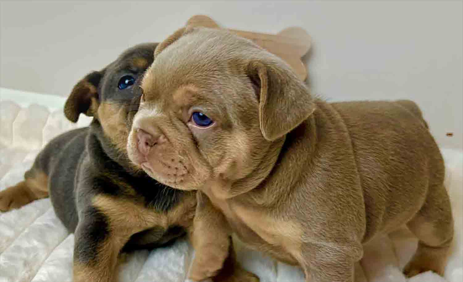 isabella french bulldog for sale — page 4